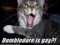 Dumbledore is gay?